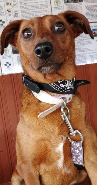 Rusty 2 Year Old Male Miniature Pinscher Cross Available For Adoption