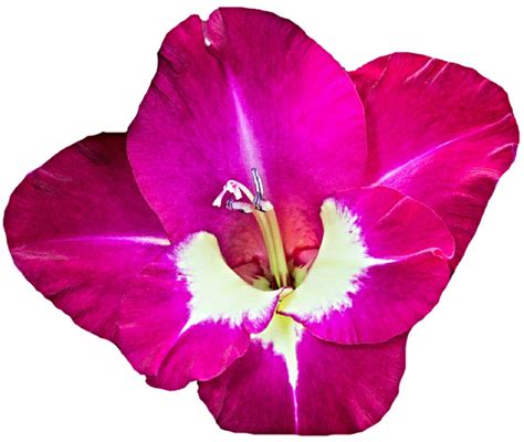 Gladiolus Png Free Download Png Mart