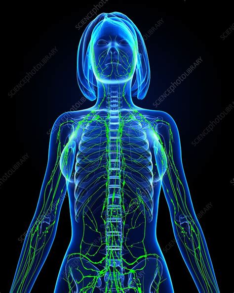 Female Lymphatic System Artwork Stock Image F0060699 Science