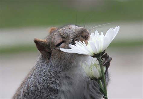 14 Super Cute Animals Enjoying Flowers