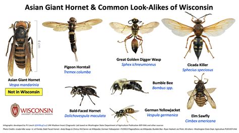 6 Things To Know About The Asian Giant Hornet Insect Diagnostic Lab