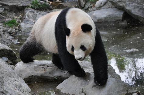 Ailuropoda Melanoleuca Il Panda Gigante O Panda Maggiore