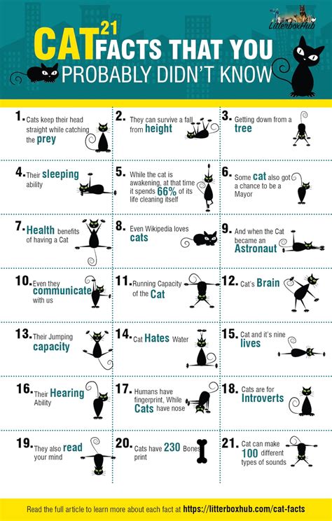 All About Cats 21 Amazing And Fun Facts Infographic