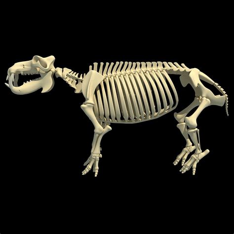 Hippopotamus River Horse Skeleton 3d Horse