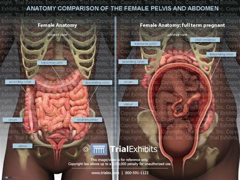 These lectures discuss the anatomy of the abdomen. Anatomy Comparison of the Female Pelvis and Abdomen ...