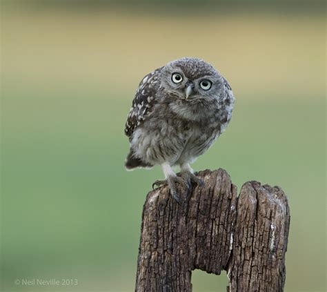 Little Owl Owlet Neil Neville Flickr
