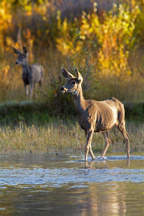 Doe A Deer A Female Deer Photograph By Shari Sommerfeld Fine Art