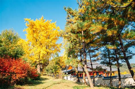 Maple Trees In Autumn Stock Photo Image Of Maple Forest 3450414