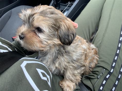 They love being around their people and will be content doing just that said, training a shih tzu may require some patience and extra time. Shih Tzu Puppies For Sale | South Main Street, NJ #322773