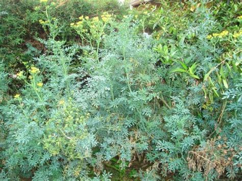 Medicinal Plants In Ethiopia