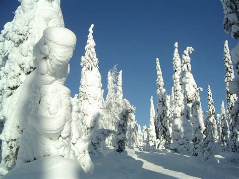 Snow Covered Trees In Kuusamo Winter Photo 575940 Fanpop