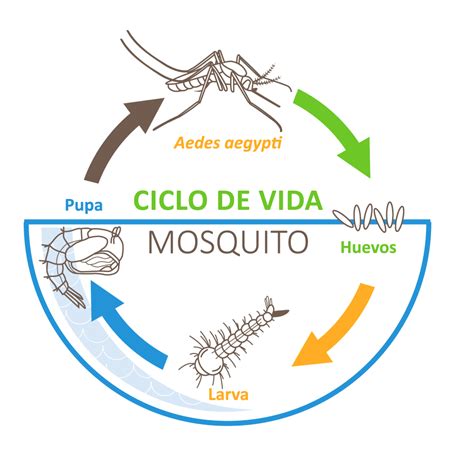 Ciclo Biologico Mosquito