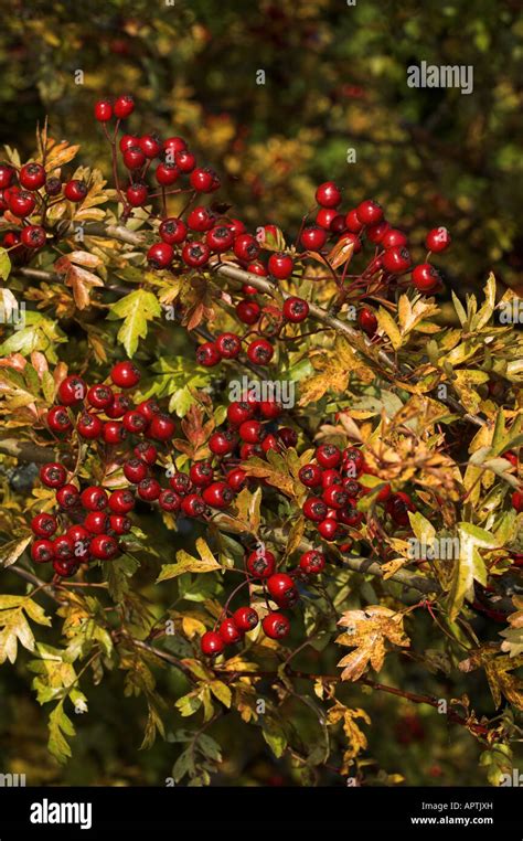 Common Hawthorn Crataegus Monogyna Close Up Of Berries Haws In Early