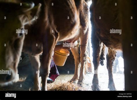 Woman Cow Farm Milking Hi Res Stock Photography And Images Alamy
