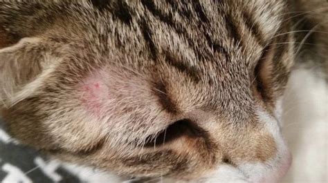 Cat Fungal Infection Skin