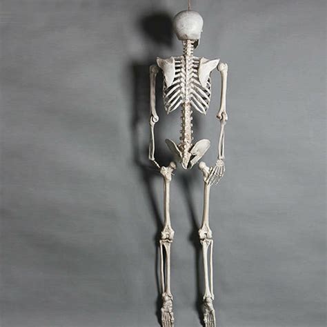 170cm Human Skeleton Life Size Skull Full Body Anatomy Model Halloween