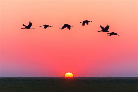 Birds At Sunset Photo Credit To Johannes Plenio 3506 X 2338 Hd