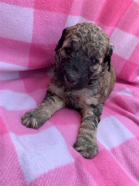 Here Are Our New Giant Schnoodle Babies Current Pictures Boys On Blue