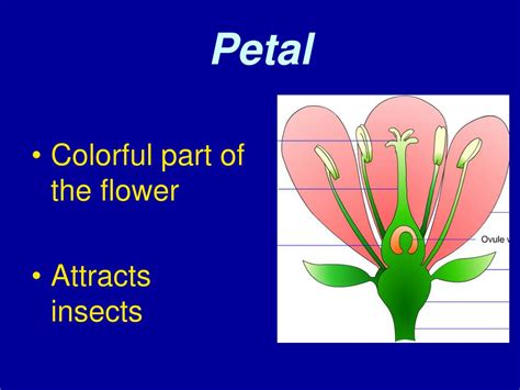 Ppt Parts Of A Flower Powerpoint Presentation Free Download Id3095931