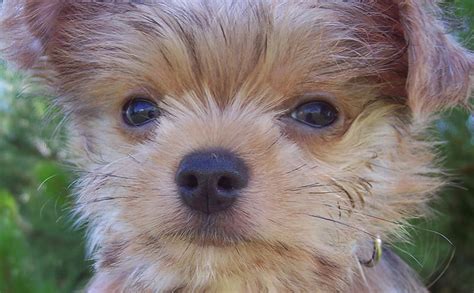 18 Yorkie Mixes Too Adorable To Be Real Bark Post
