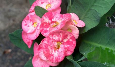 Crown Of Thorns Facts How To Grow And Care Tips