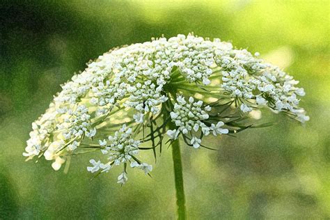 Beauty Of Queen Annes Lace Photograph By Susan Blevins Fine Art America
