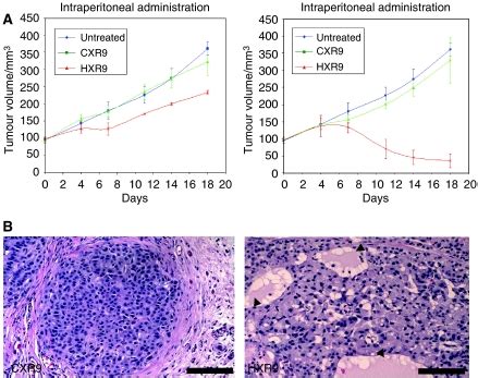 Hxr Blocks Tumour Growth In Vivo A Thymic Nude Mice Were Inoculated