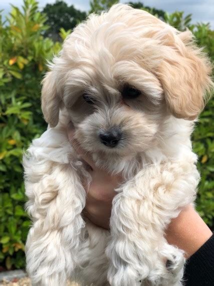 The malti poo loves to play or curl up on the couch for a nap. Tiny Maltipoo puppies | Virginia Water, Surrey | Pets4Homes