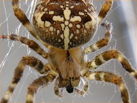 Brown Garden Spider Photo