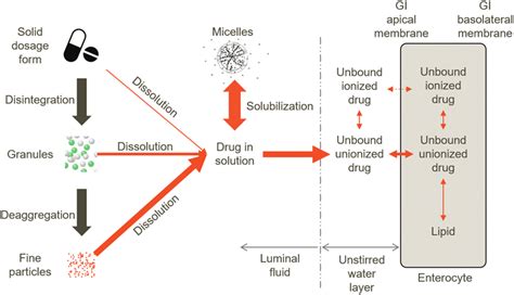 Drug Absorption Process Download Scientific Diagram