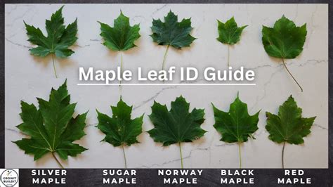 maple tree identification a complete guide growit buildit