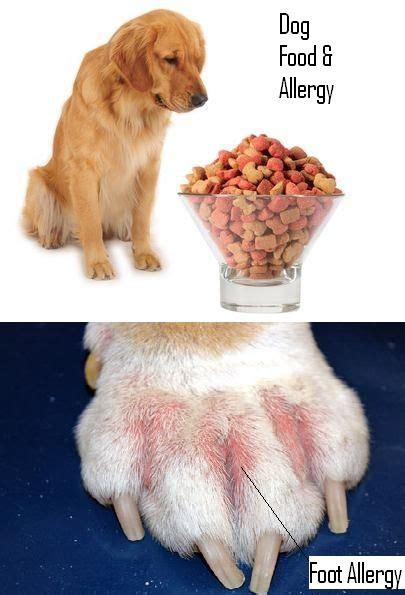 A Suggestive Guide To Know Your Dog Food Allergy Symptoms Dog Food