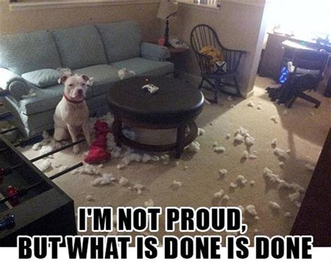 Dog Makes A Mess Funny Pictures Dump A Day