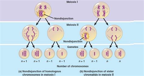 Nondisjunction Meiosis I Homologs May Travel Together To Same Pole