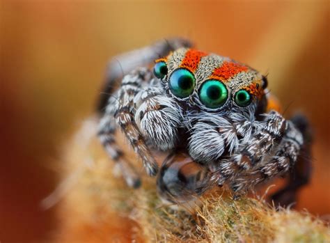 Macro Photos Of Cute And Cuddly Jumping Spiders Angelic Hugs