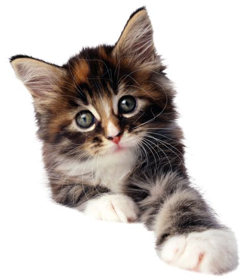Small Kitten Png Download Png Image Catpng50465png