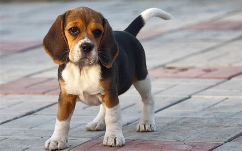 735036 Dogs Glance Puppy Beagle Rare Gallery Hd Wallpapers