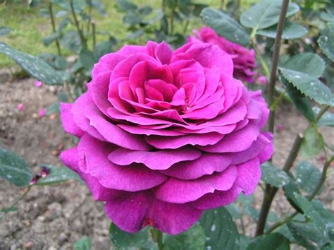 Big Purple Stebigpu Hybrid Tea Rose Strong Fruity Old Rose Sweet Fragrance Pat
