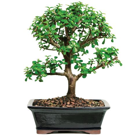 What trees can be grown into a bonsai tree? Grow Green Bonsai