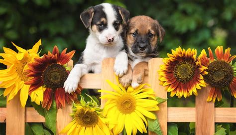 Puppies Puppy Fence Cute Caine Yellow Sunflower Dog Hd
