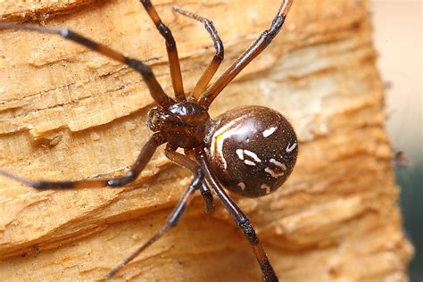 Brown Widow Macro In Photography On Forums