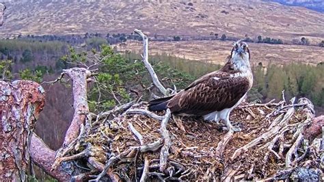 Osprey Who Became Viral Lockdown Sensation Lays First Egg Of 2023 At Loch Arkaig Reserve Stv News