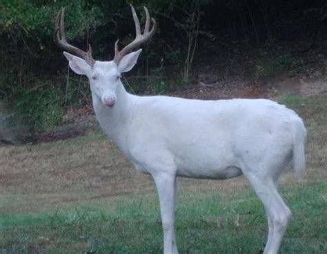 The Enigmatic Beauty Of Albino Deer Roughkut