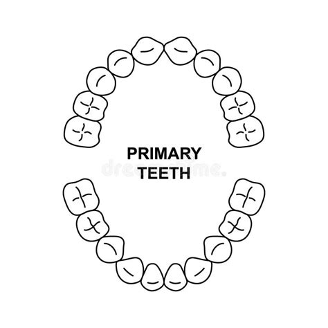 Primary Tooth Arrival Chart Child Teeth Dentition Anatomy Primary