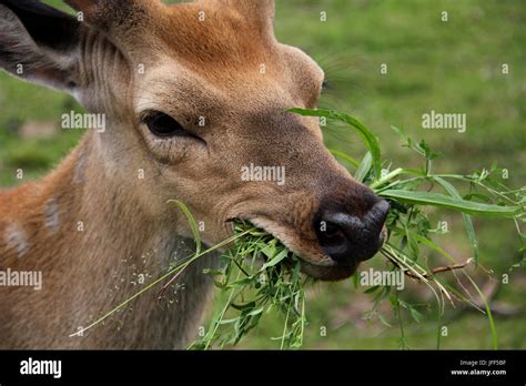 Roe Deer Eating Grass Hi Res Stock Photography And Images Alamy