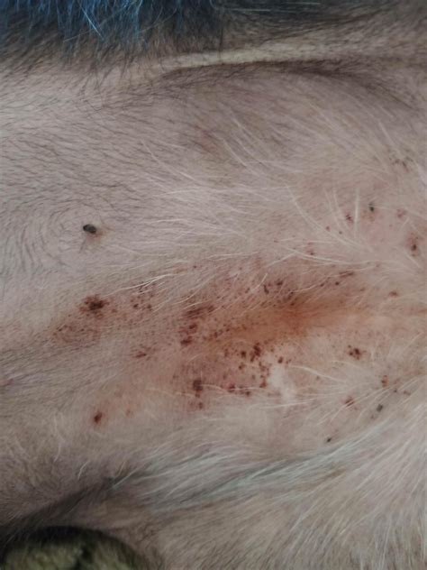 Help My Dog Is Getting These Dark Spots And Im Not Sure What It Is