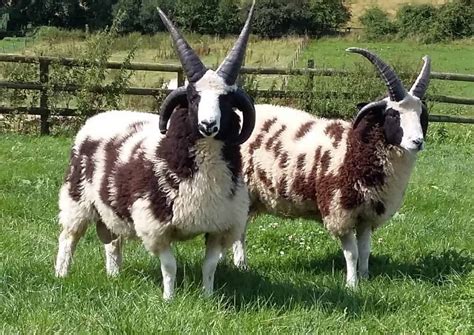 Jacob Sheep Get To Know This Old World Sheep Breed