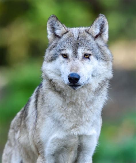 Wolf Portrait 2 By Laurent Maggiore On 500px Animals Beautiful Wolf