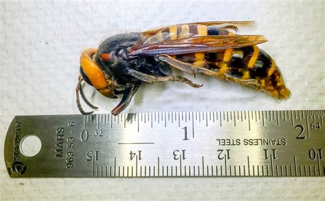 What you should know about the other 'killer' wasps you're seeing lately. Giant cicada-killer wasps 'unusually active' in Northeastern US - Big World Tale