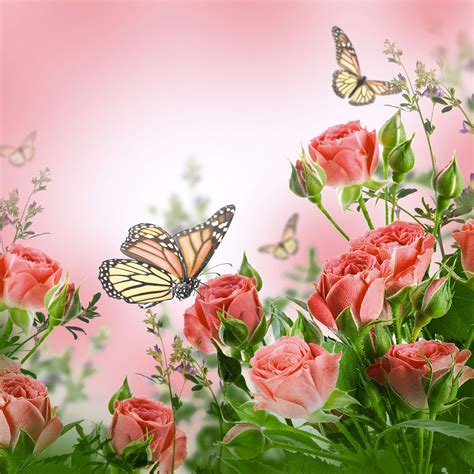 Photos Insects Butterflies Rose Animal 1920x1920